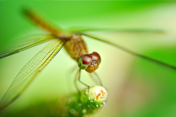 Libellule déploya ses ailes sur la plante