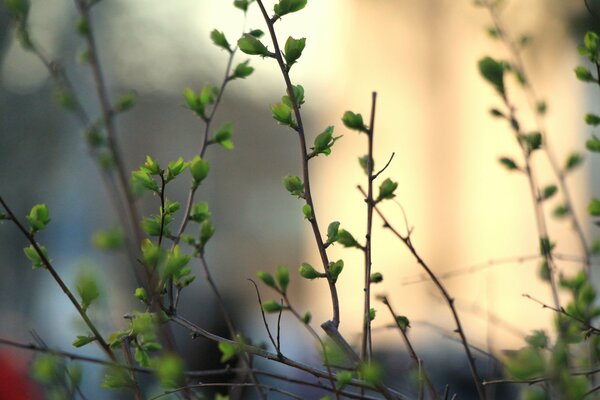 Fotografía macro de hojas verdes en una rama