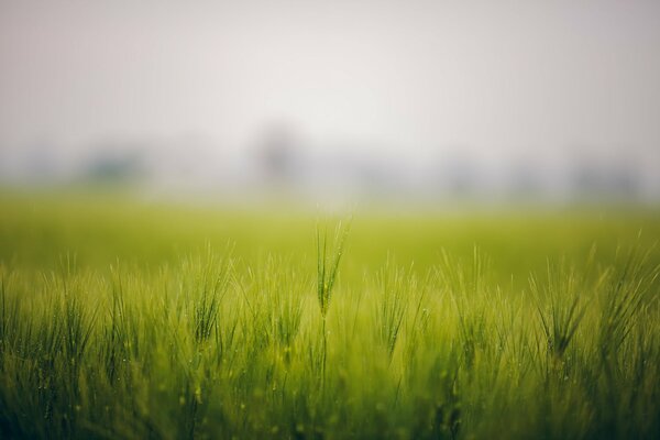 A green field of herbs in the fog