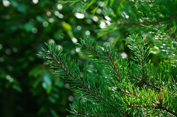 Aghi verdi dell albero nei raggi di luce