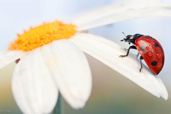 Coccinella su margherita con gocce di rugiada