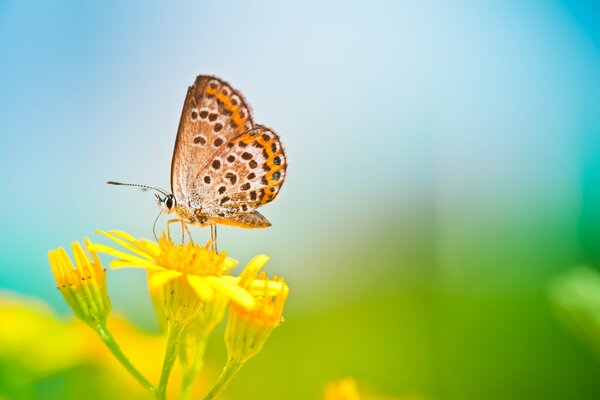 A butterfly sits on a yellow flower