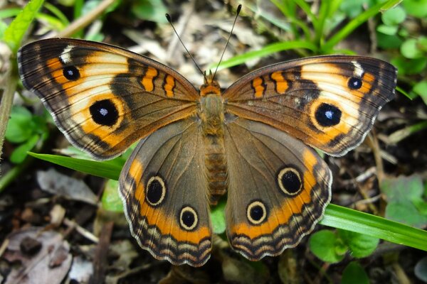 A butterfly sitting on a blade of grass