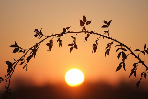 Zweig bei Sonnenuntergang. unscharfer Hintergrund