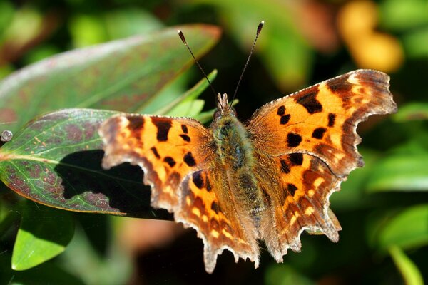 The butterfly spread its wings on the leaf