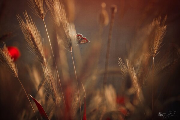 Motyl siedzący na kłosach pszenicy