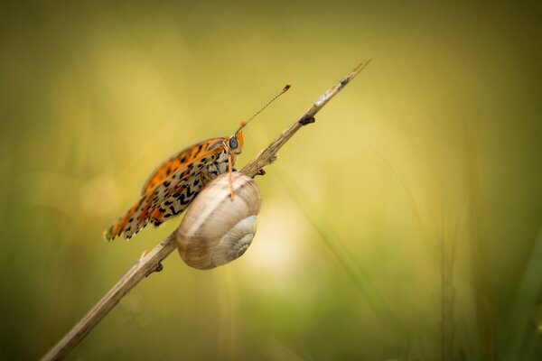 Schnecke und Schmetterling auf ausgetrocknetem Gras