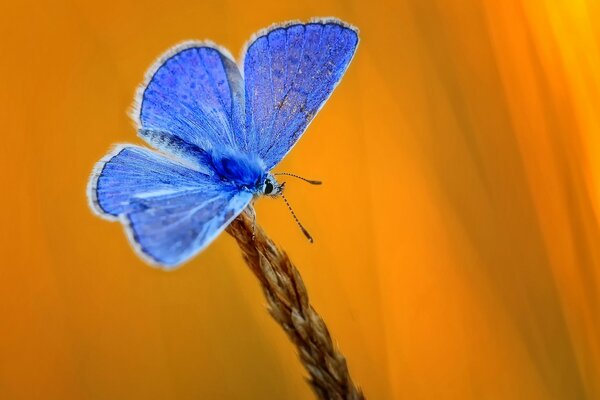 Espiga con mariposa azul sobre fondo amarillo