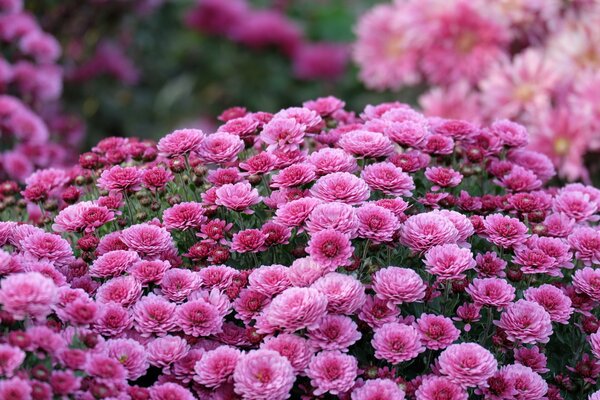 In autunno, nel giardino, bellissimi crisantemi lilla