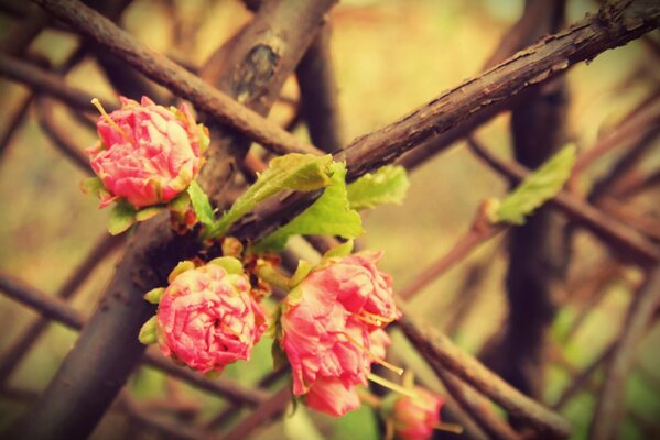 Drei rosa Blüten auf einem Ast