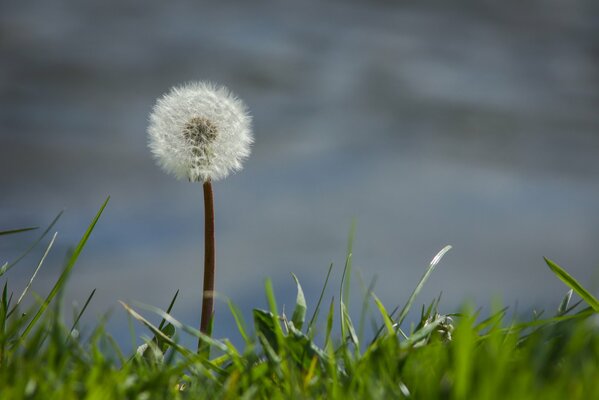 Pissenlit solitaire dans l herbe verte