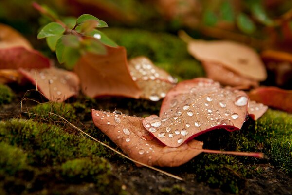 Rocío en las hojas de otoño en la hierba