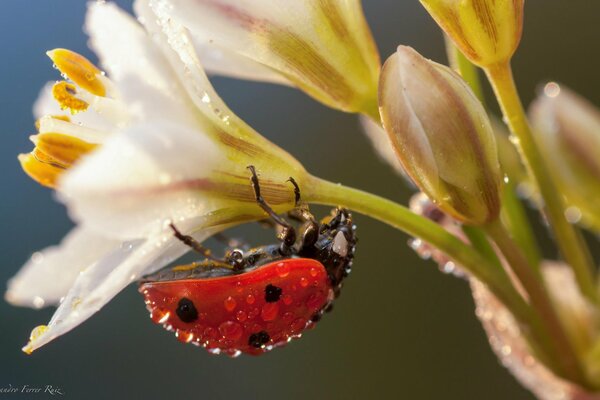 Dew drops on ladybug