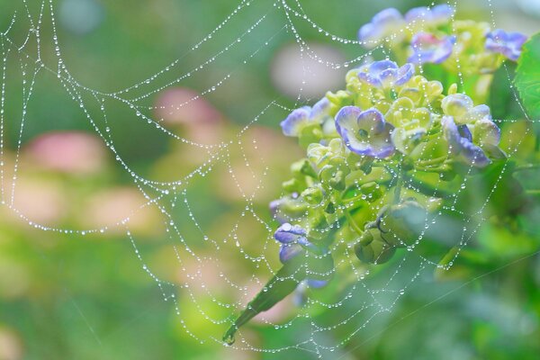 Ragnatela con goccioline di rugiada vicino all ortensia