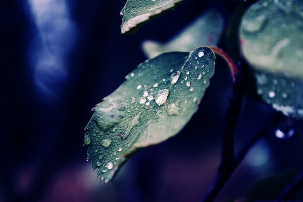 Dew drops on green leaves