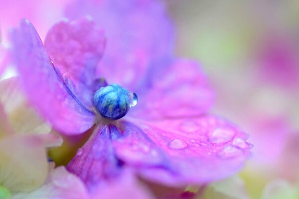 Délicate fleur d hortensia lilas