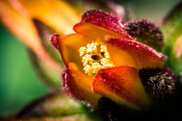 Stößel einer rot-orangefarbenen Blume in Nahaufnahme