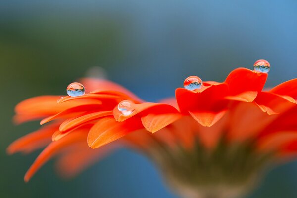 Tau auf Gerbera-Blütenblättern