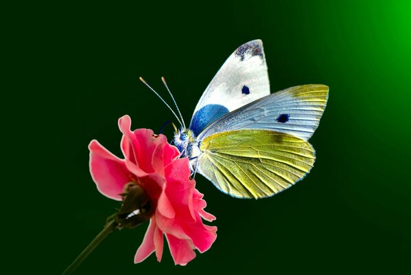 Papillon assis sur une fleur rose