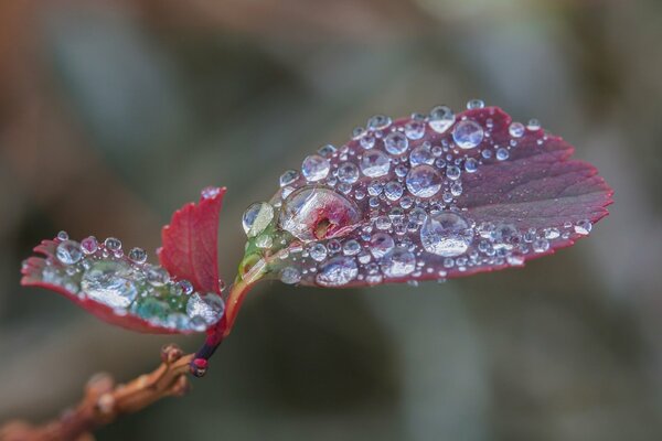 Wassertropfen auf einem roten Blatt