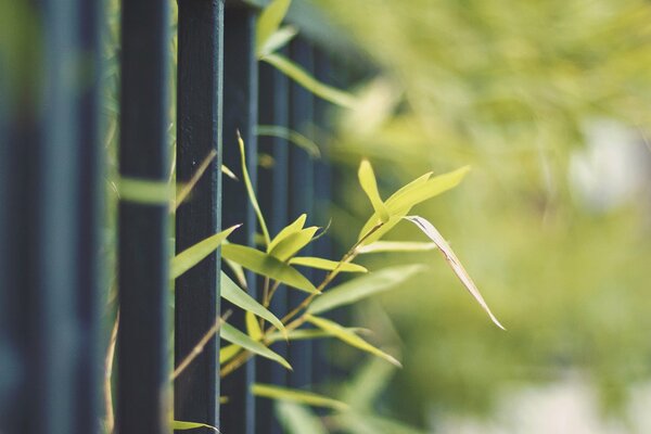 Ростки зелени пробираются через металлическую ограду