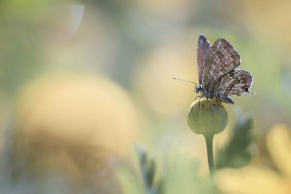 A butterfly sat on a bud surrounded by flowers