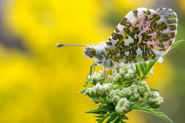 Butterfly Dawn on a flower, macro photo