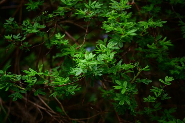 Chill in the lemu macro photography weighing leaves