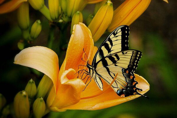 La mariposa amarillo-negra poliniza la flor del lirio