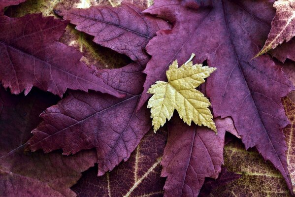 Macro photography of fallen autumn maple leaves