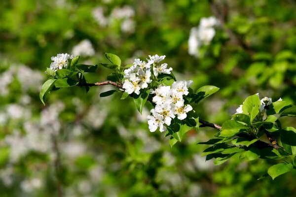 A branch with white flower inflorescences