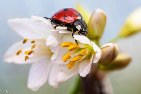 Ladybug on a white flower