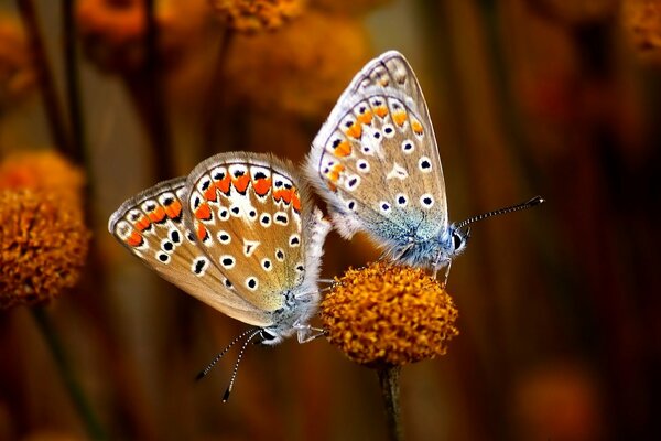 Helle Schmetterlinge auf einer orangefarbenen Blume