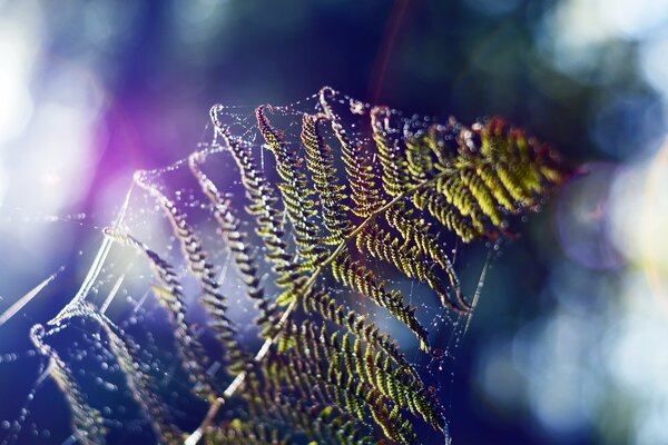 Prise de vue macro d une branche de fougère dans une toile d araignée