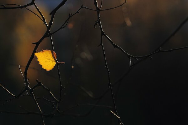 The last autumn leaf on the branch