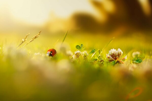 Morning ladybug in the grass