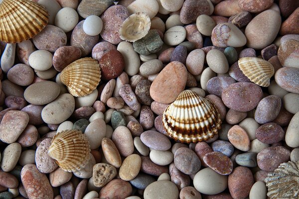 Beautiful stones and shells on the background