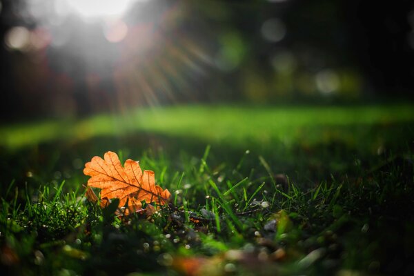 Macro photo of an autumn leaf