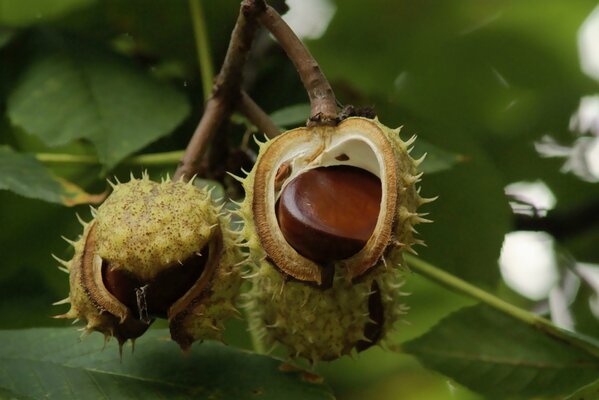 Ripe chestnuts on a branch among the foliage