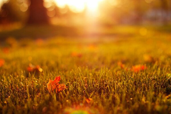Promień słońca odbija się na trawie