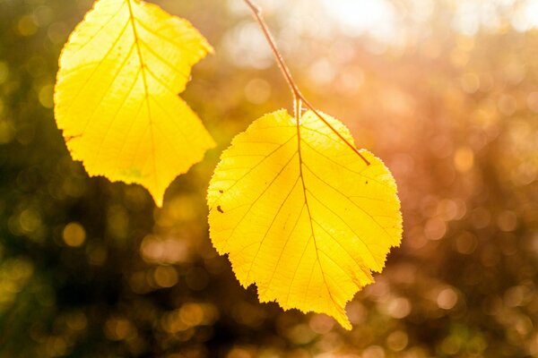 Желтые осенние листья на свету