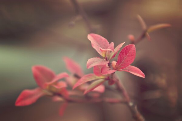 Feuilles roses de l automne