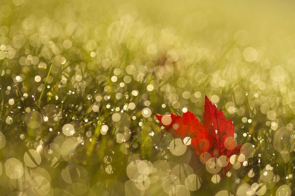 Red maple leaf in dew