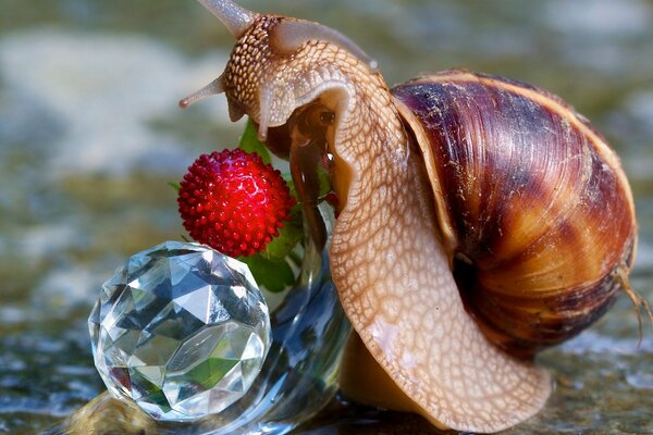 Snails and berries. A friend in reflection