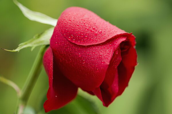 Tau auf einer roten Rose in der Nähe