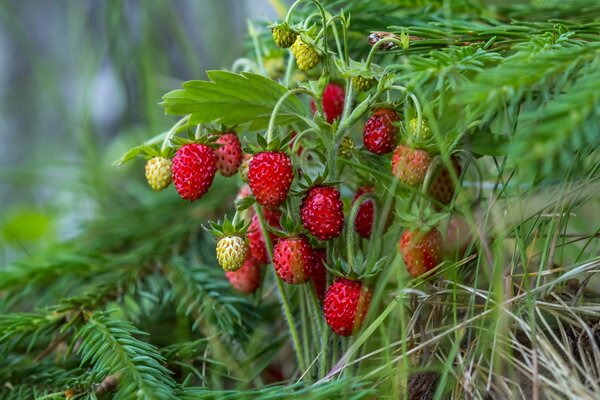 Strawberries under the spruce