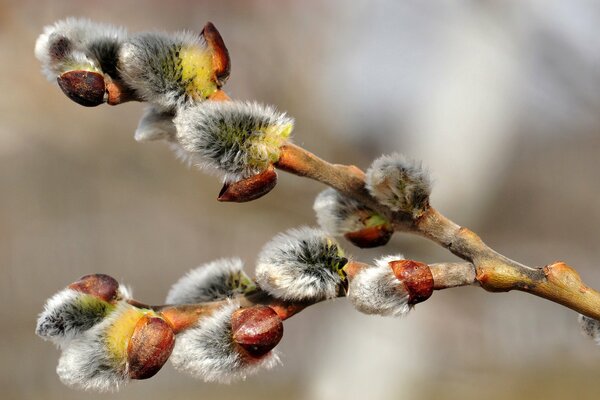 Branche de saule avec des bourgeons duveteux gris