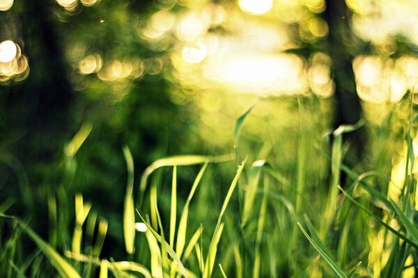 Macro nature of greenery in the forest