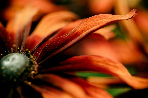 Macro fotografía de los pétalos de naranja de una flor en flor