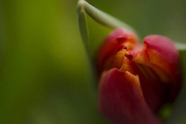 Un bourgeon de tulipe rose s ouvre